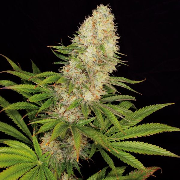 Panakeia High Terpenes Buddha Seeds cannabis CBG no psicoactivo