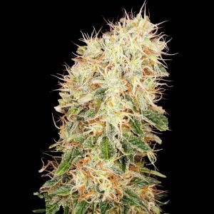 Panakeia High Terpenes Buddha Seeds cannabis CBG 