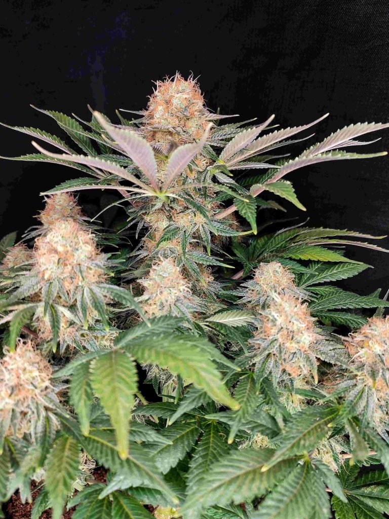 semillas CBG Panakeia cannabis CBG