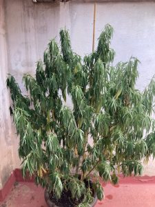 calor planta cannabis