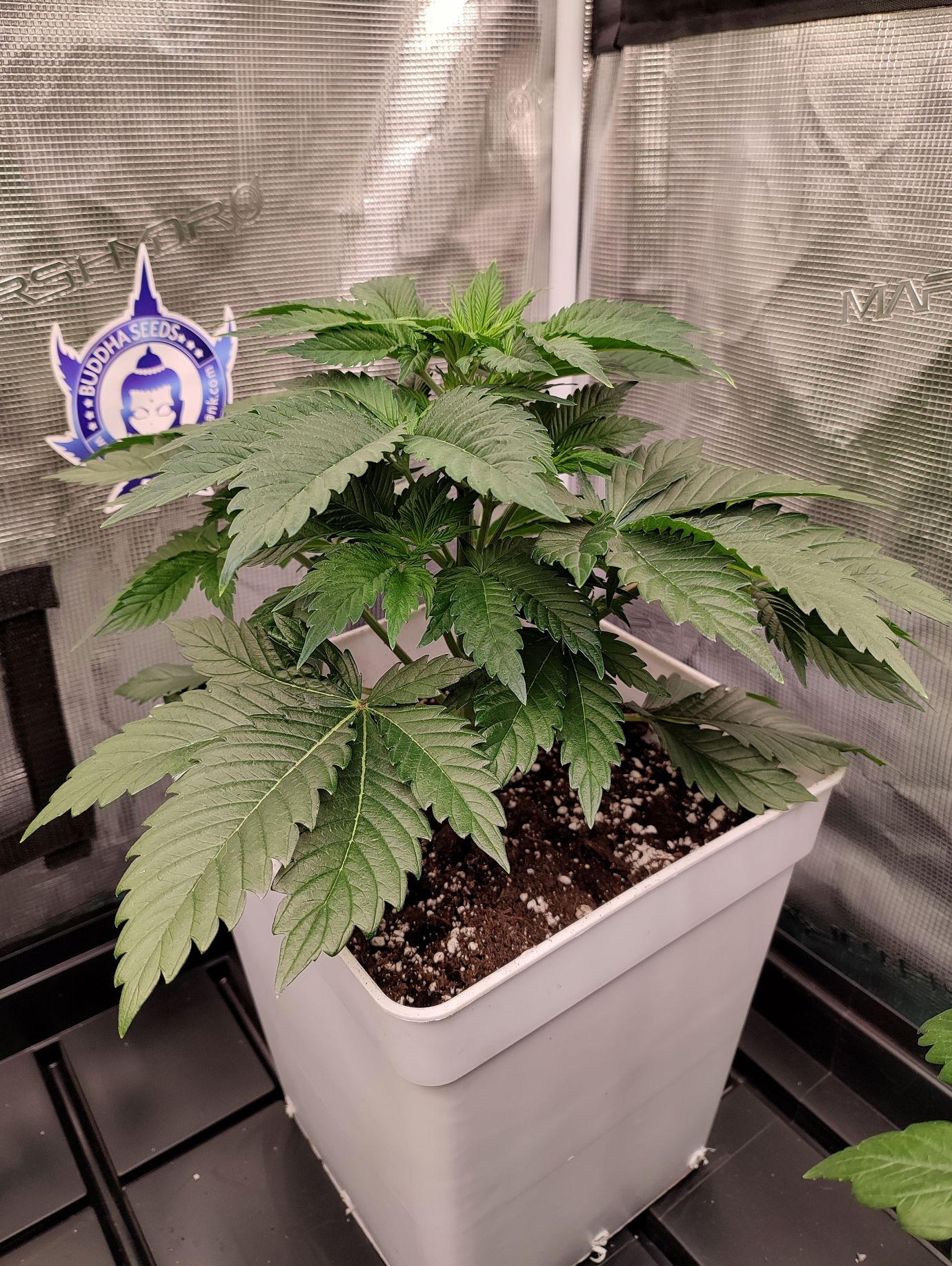 cuanto cuesta cultivar cannabis en indoor