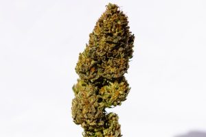 exceso secado cogollos marihuana seca