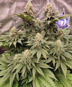 EC marihuana Buddha Seeds semillas autoflorecientes