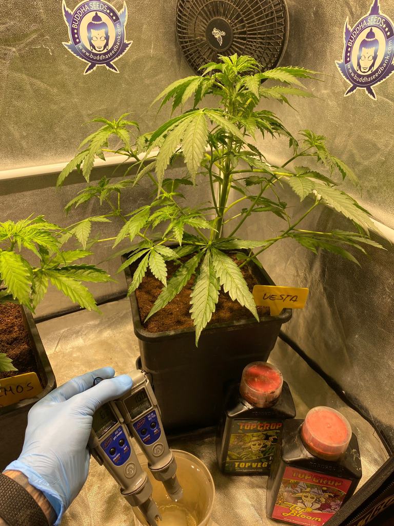 como medir EC cannabis