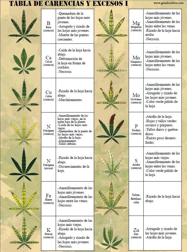 carencias excesos cannabis