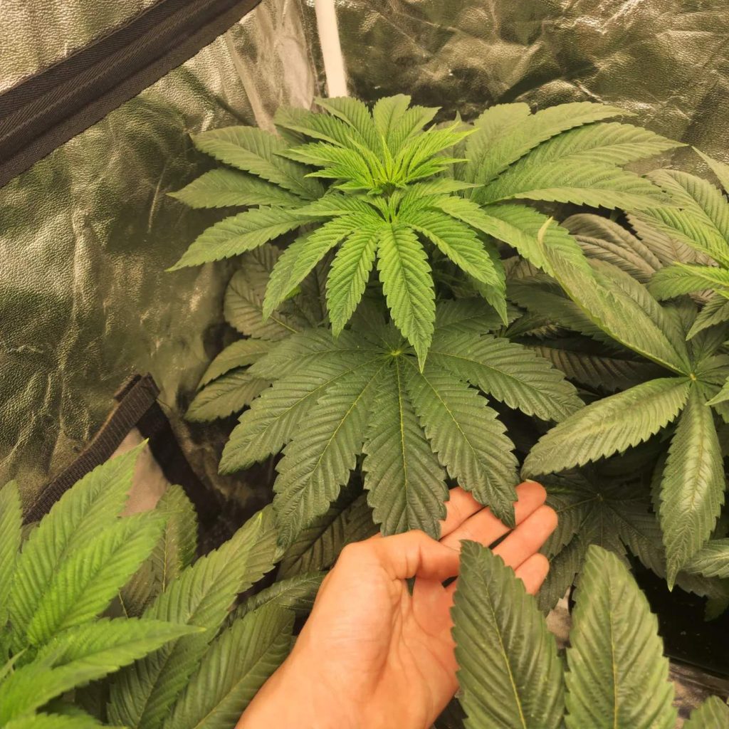 carencias y excesos nutrientes cannabis