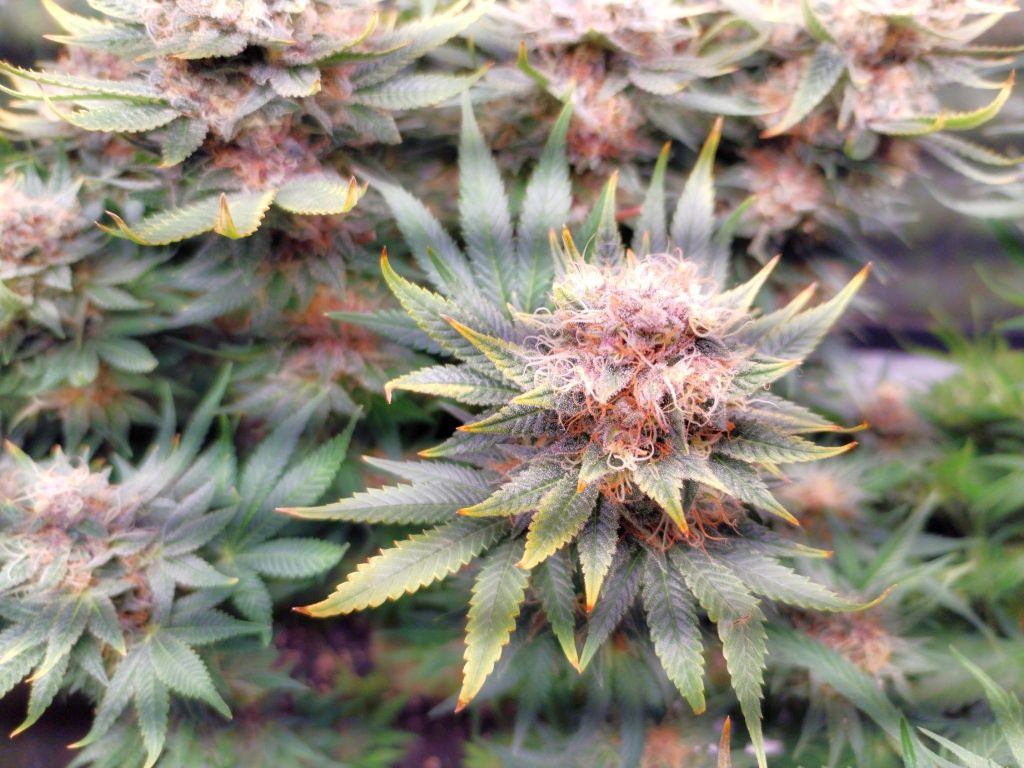 puntas quemadas cannabis