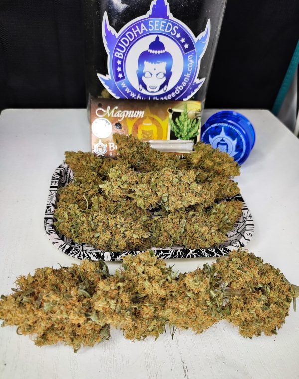 Magnum Buddha Seeds auto productiva