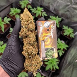 Magnum Buddha Seeds auto productiva