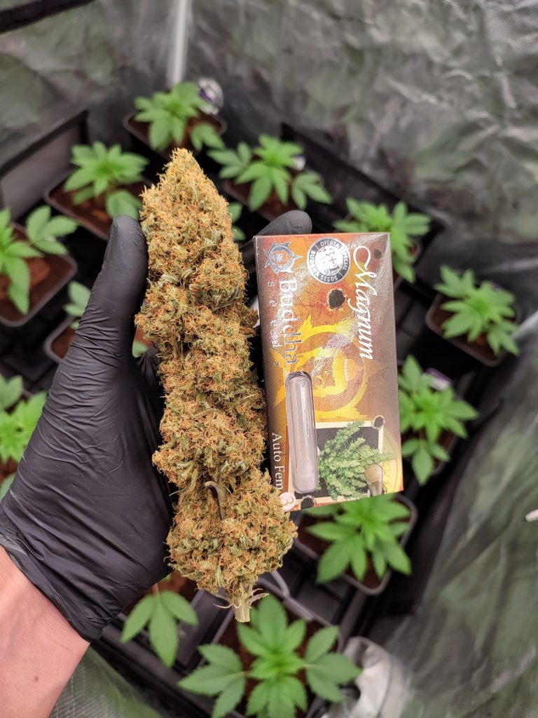 C mo Cultivar Marihuana En Indoor Gu a Para Principiantes C mo Cultivar Marihuana En Indoor Gu a Para Principiantes