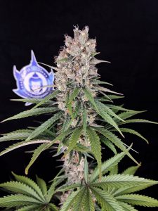 Amnesia marihuana alto THC