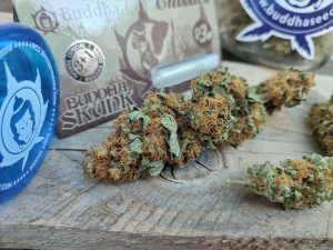 secadodemarihuana comprar semillas de marihuana