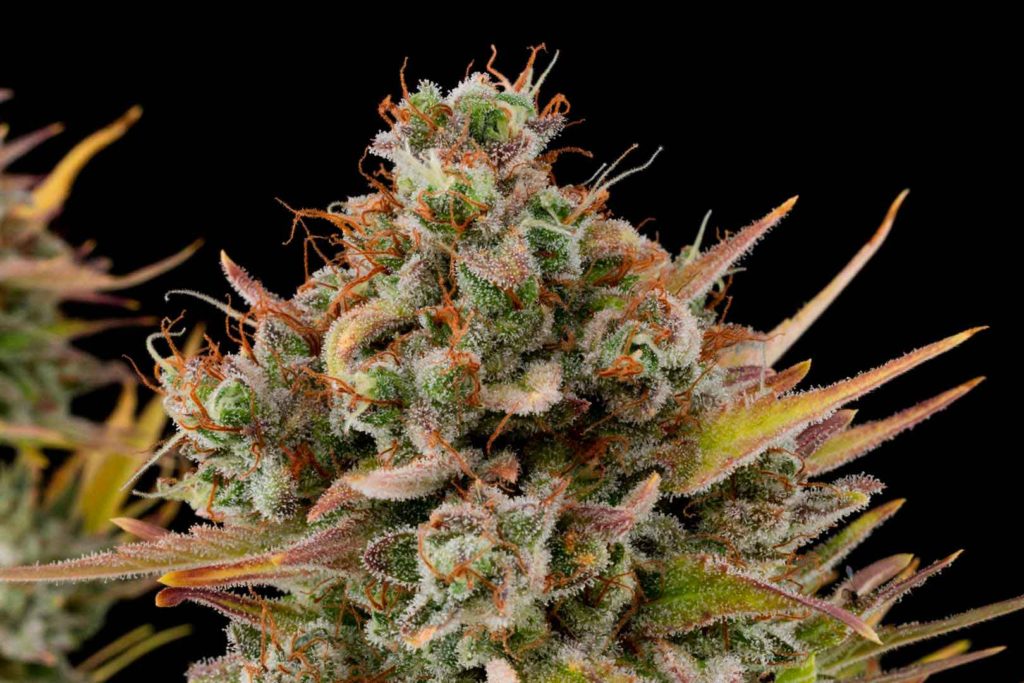 Buddha Critical de Buddha Seeds