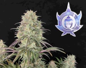 cogollos de marihuana