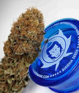 cogollos de marihuana THC