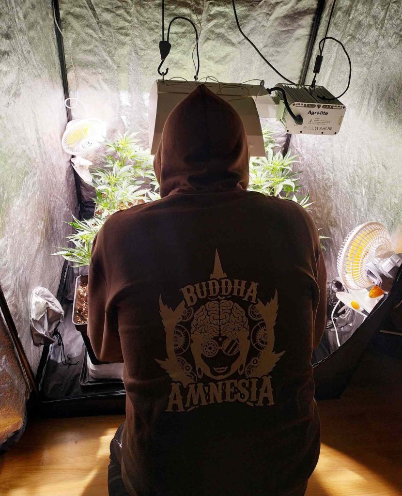 como cultivar marihuana indoor