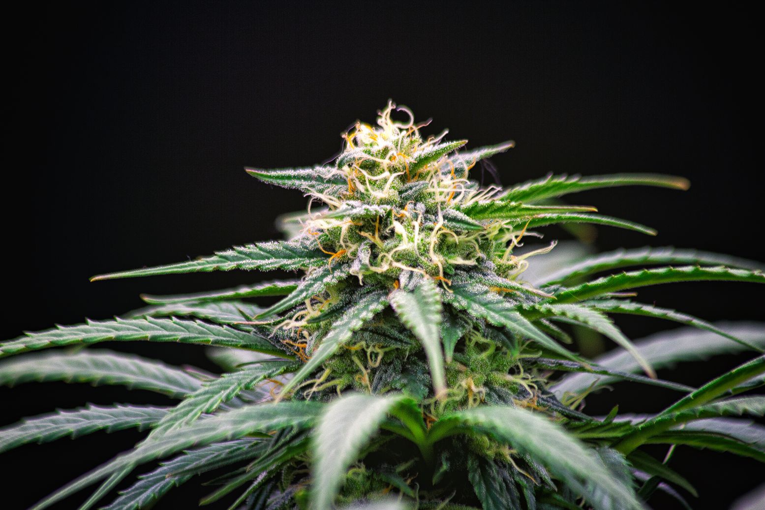 cultivar_cannabis