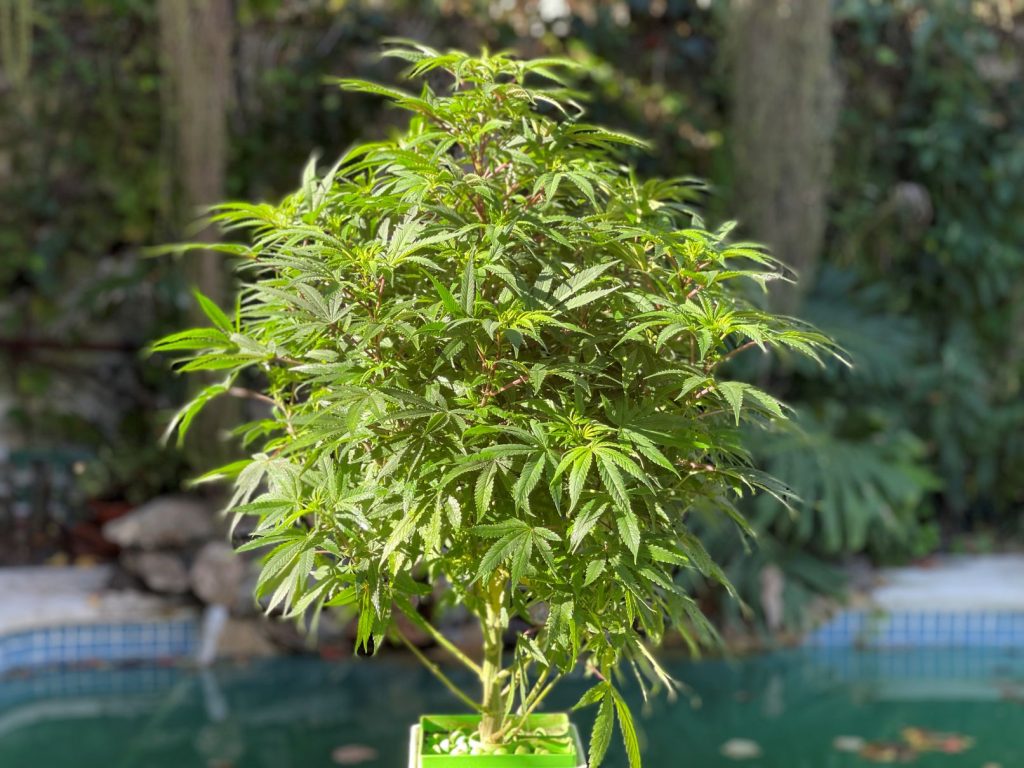 cultivar_cannabis