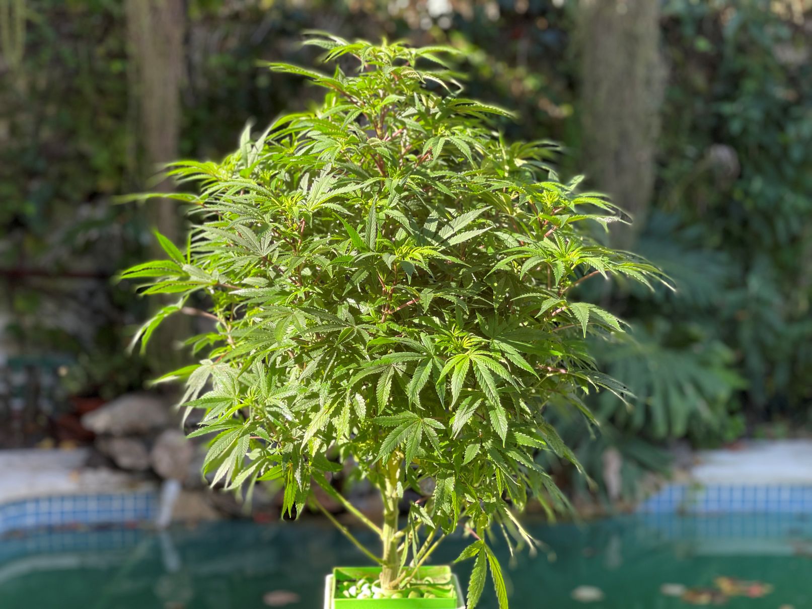 semillas de marihuana para exterior autoflorecientes de alta producción