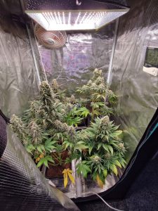 como cultivar marihuana indoor