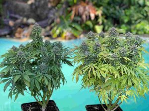 cuandoplantarcannabis