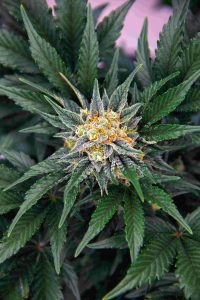 hojas de marihuana
