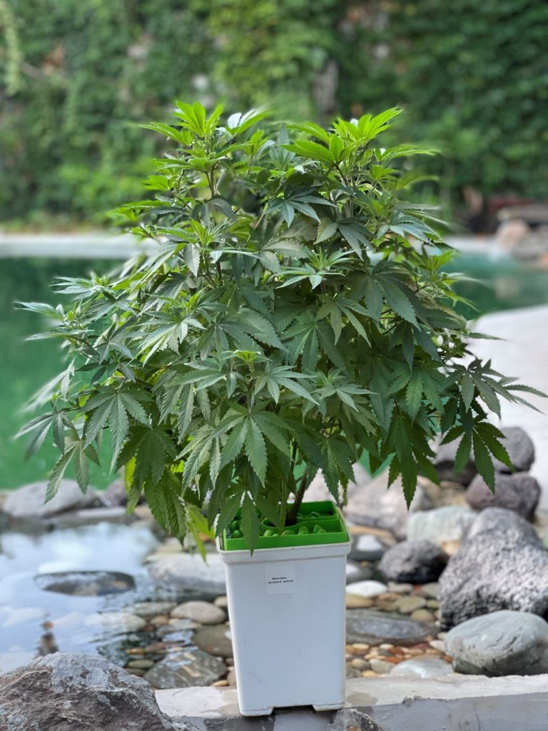 marihuana outdoors