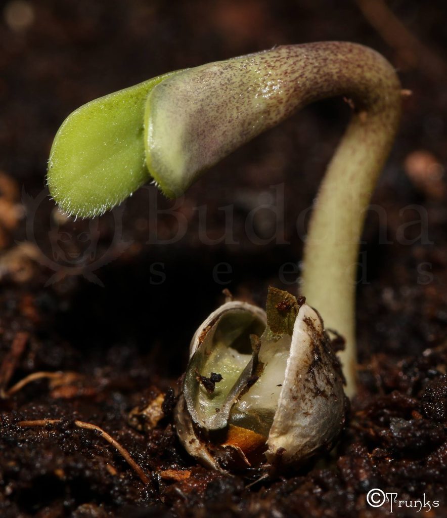 plantar semillas marihuana conservar semillas de cannabis