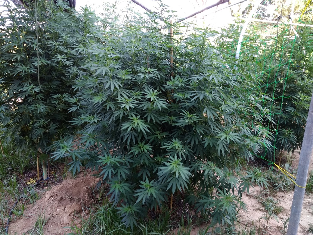 semillas fotodependientes cannabis aperto