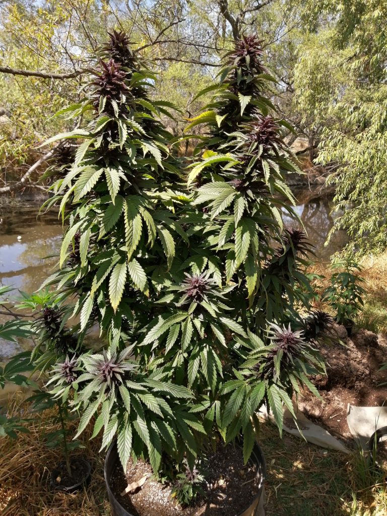 outdoors feminized seeds