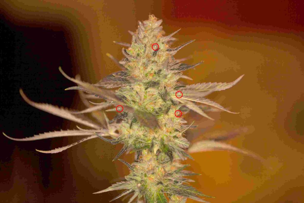 mosca blanca marihuana