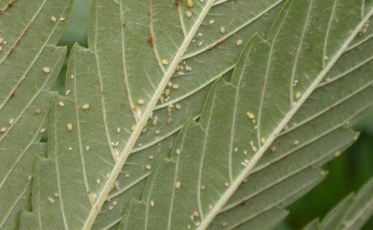 plagas en cannabis exterior agua oxigenada