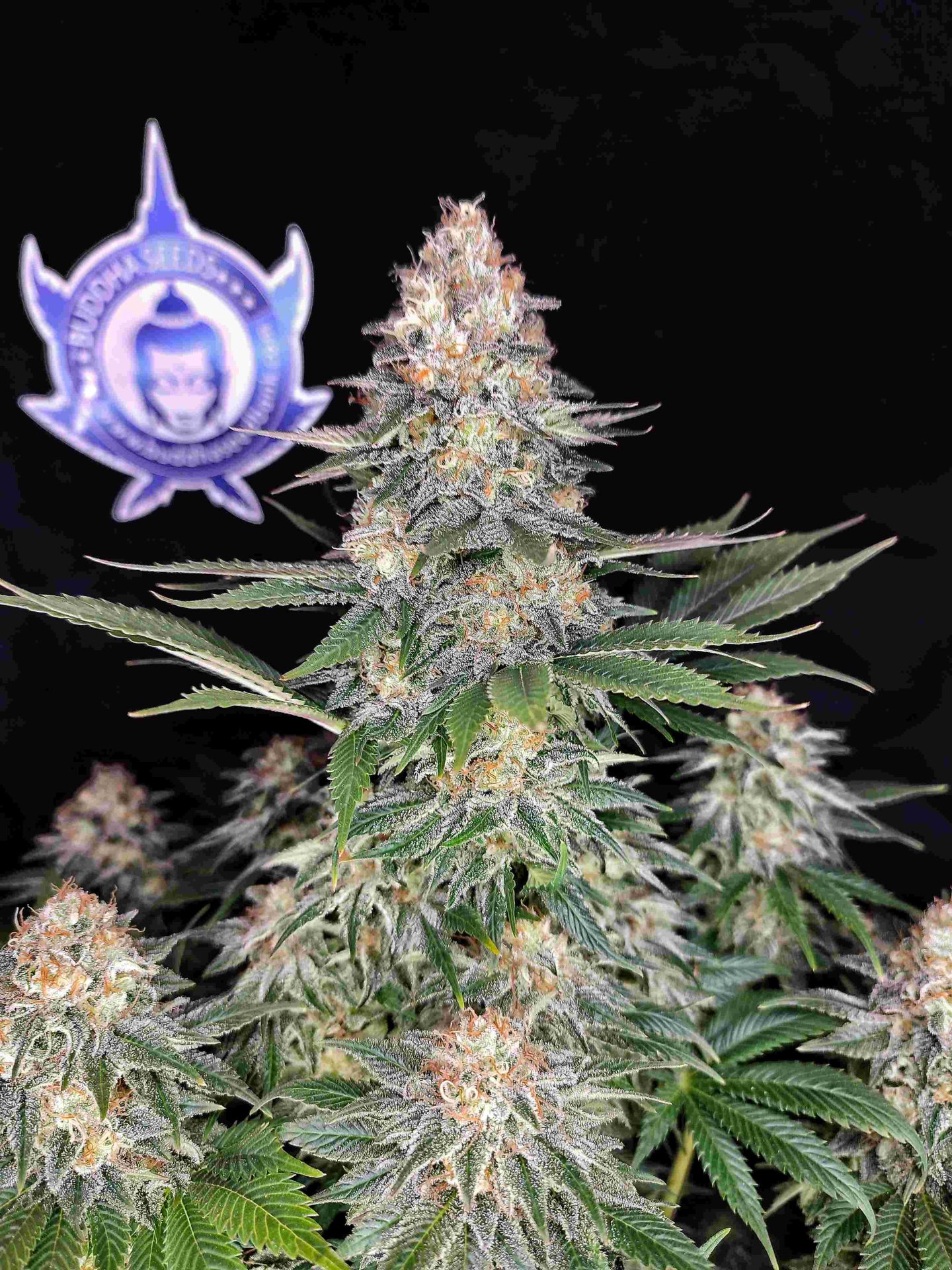 cogollo de marihuana semillas XXL producción de marihuana por planta