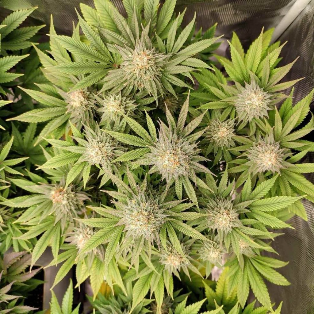 Semillas de cannabis a bajo precio most productive indoor cannabis