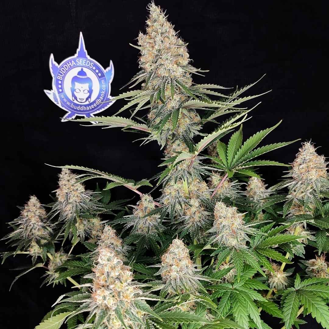 Semillas de cannabis accesibles massima produzione di cannabis indoor