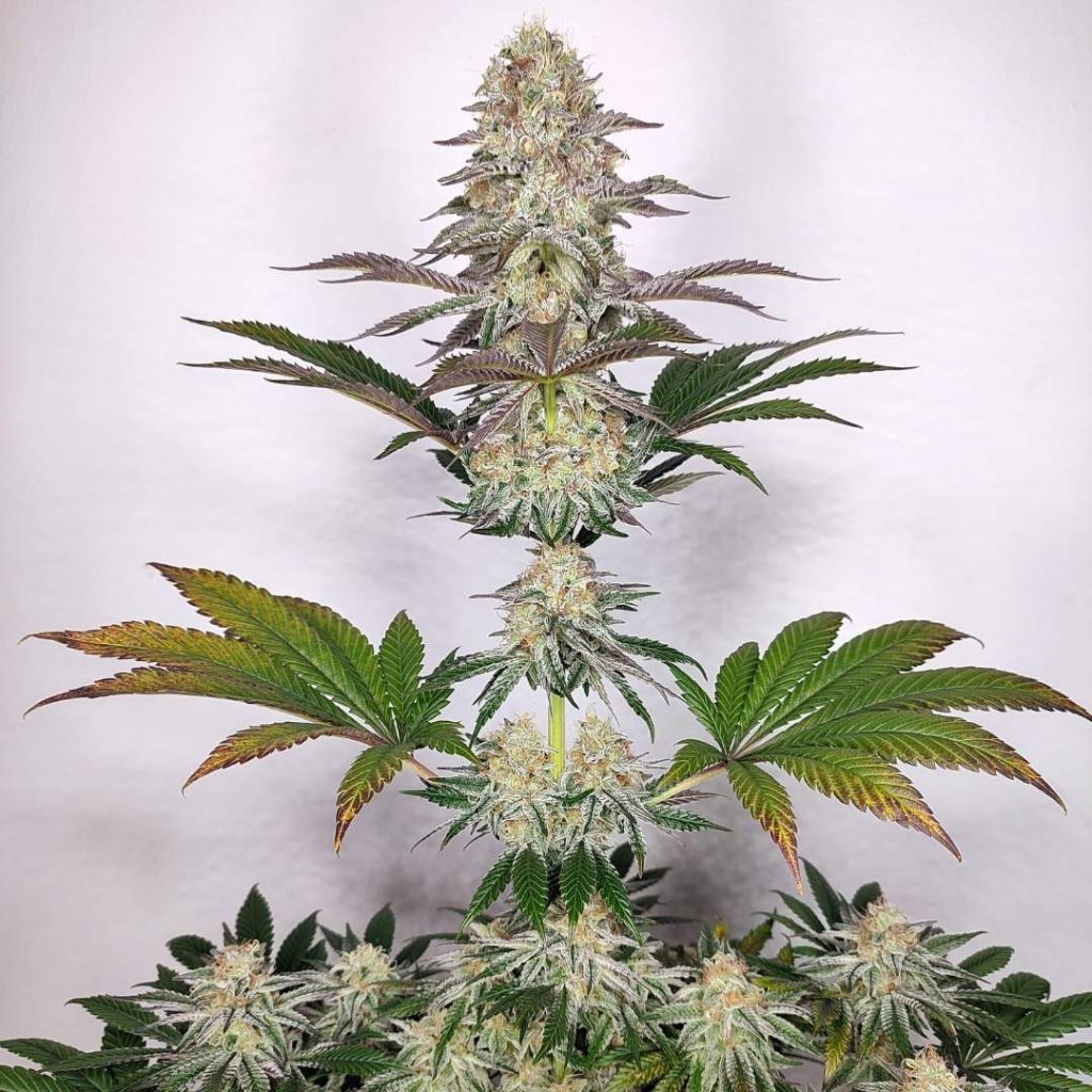 feminised cannabis seeds Semillas de cannabis económicas feminised cannabis seeds