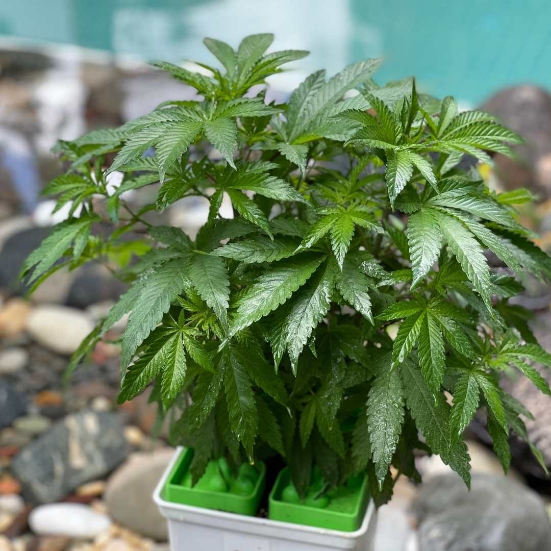 Semillas de cannabis por que no crece mi planta de cannabis