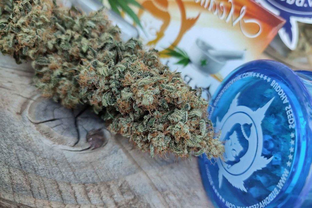 semillas CBD cannabis medicinal