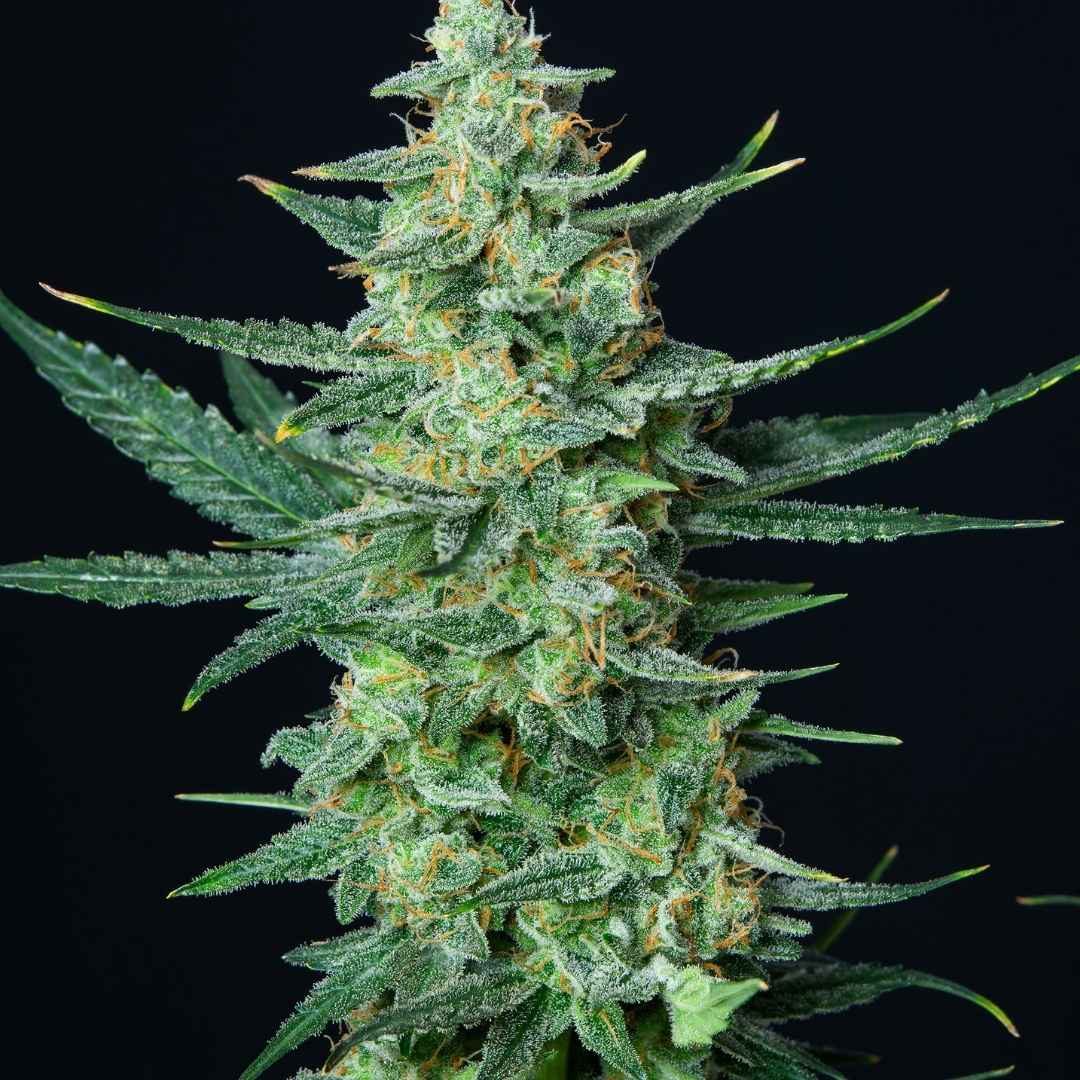 Semillas de marihuana low cost How to grow autoflowering plants indoors