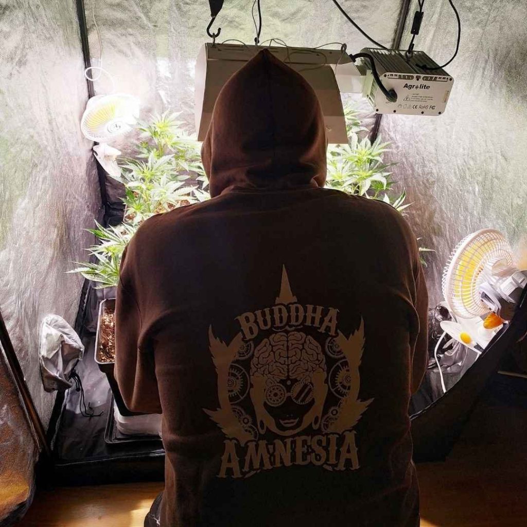 Tips semillas de cannabis baratas cultivo de marihuana en España
