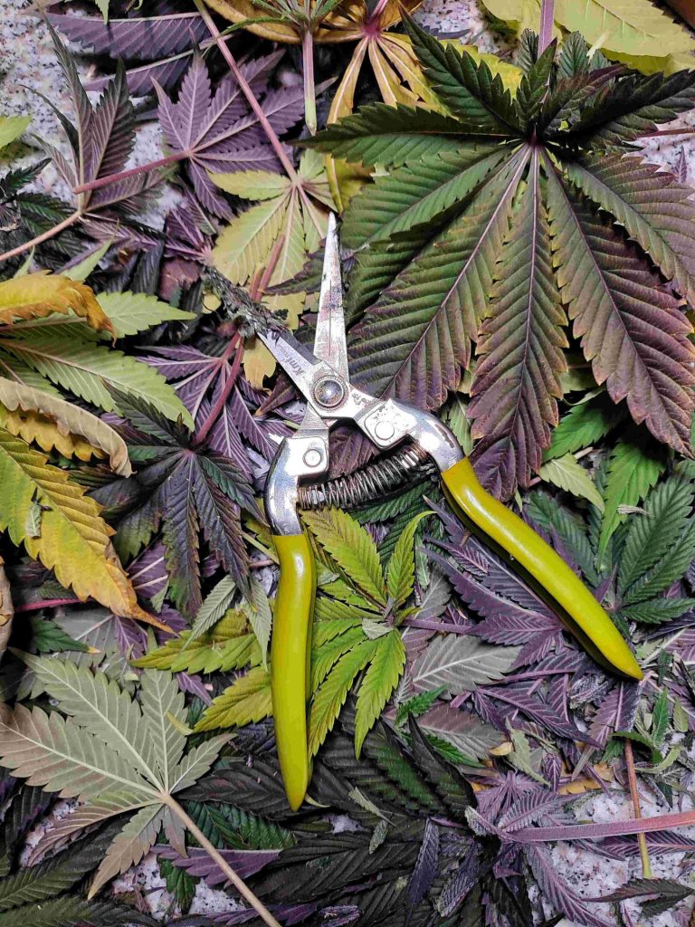 cosechademarihuana when to harvest marihuana
