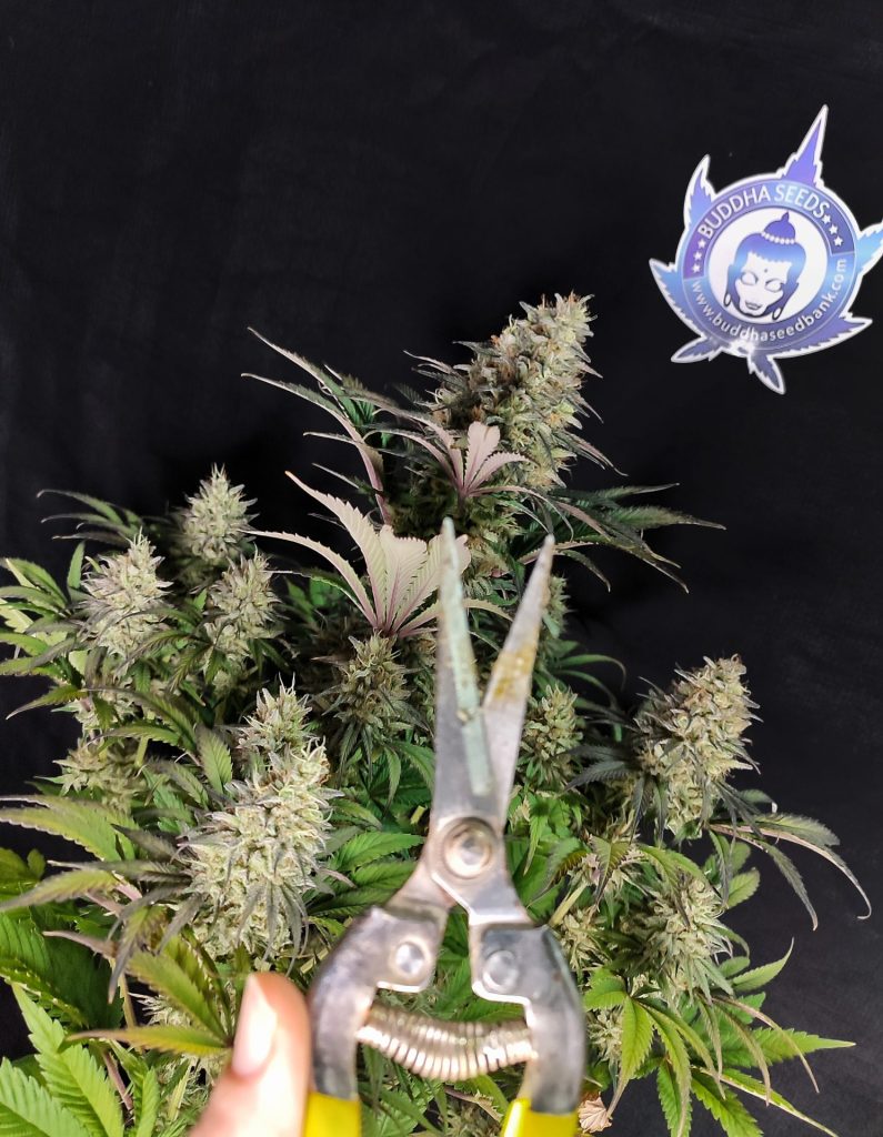 cuándo cosechar marihuana