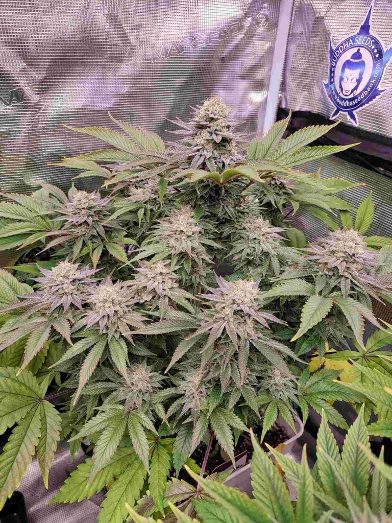 maxima producción indoor