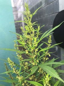 marihuana macho