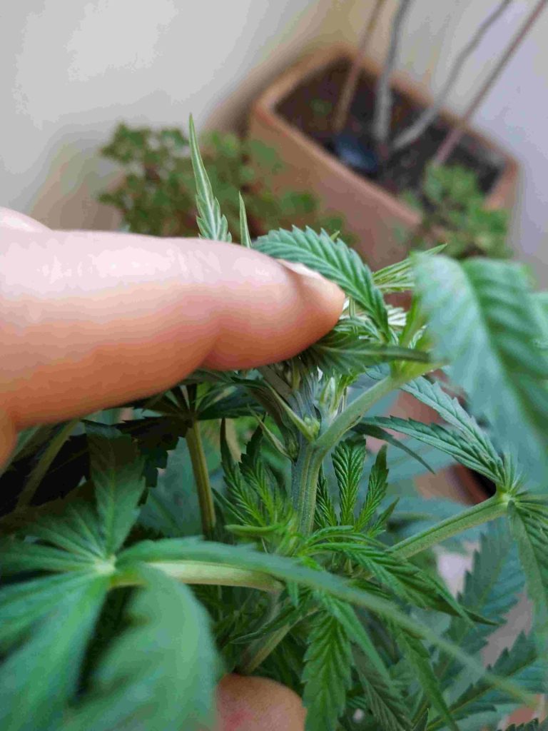 marihuana macho