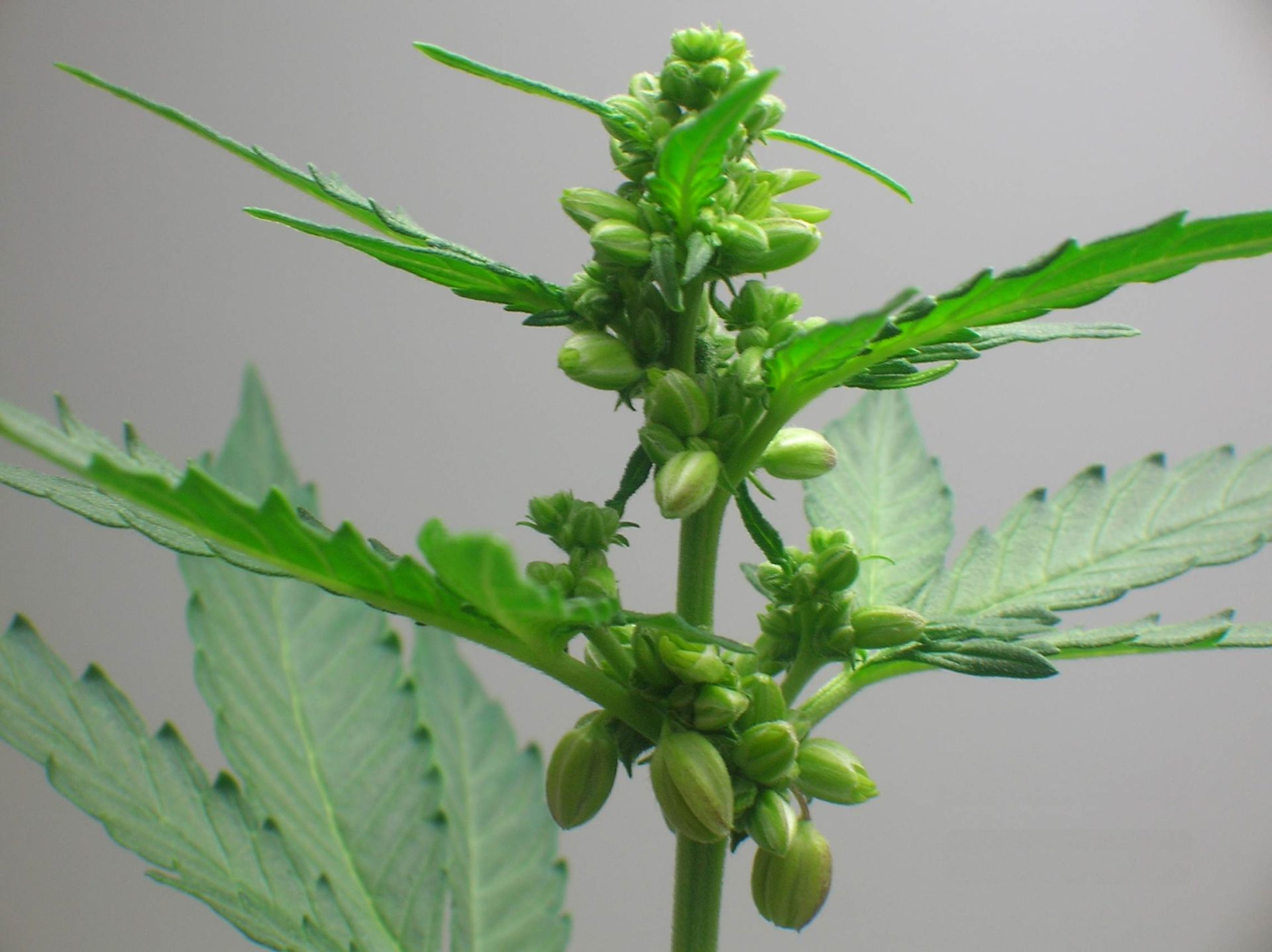 marihuana macho