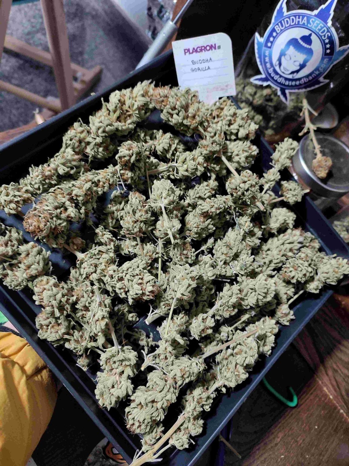 Plantas Que Se Parecen A La Marihuana Plantas Que Se Parecen A La Marihuana