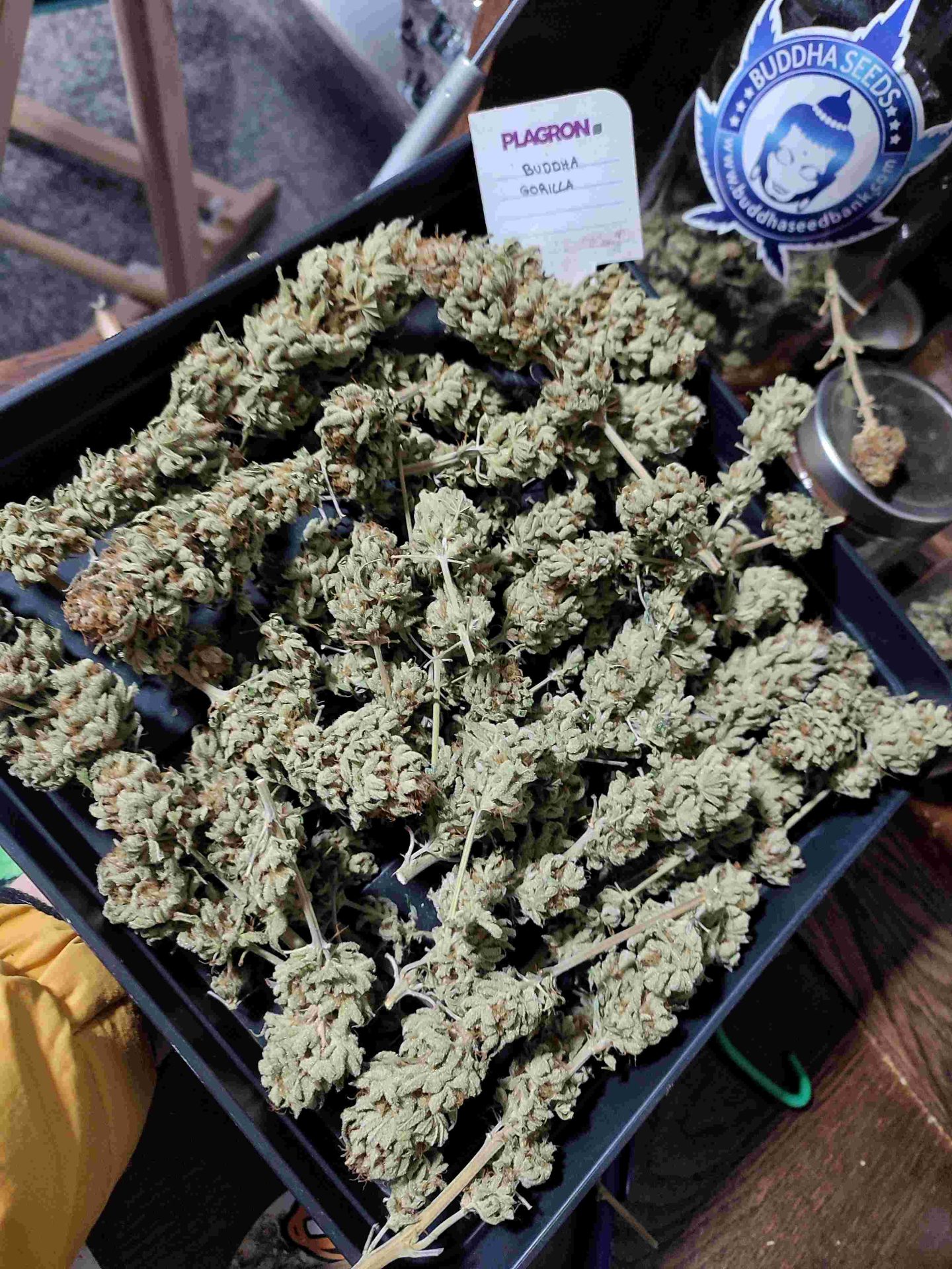 marihuana más productiva indoor