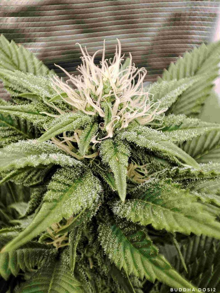 cuando pasar a floración