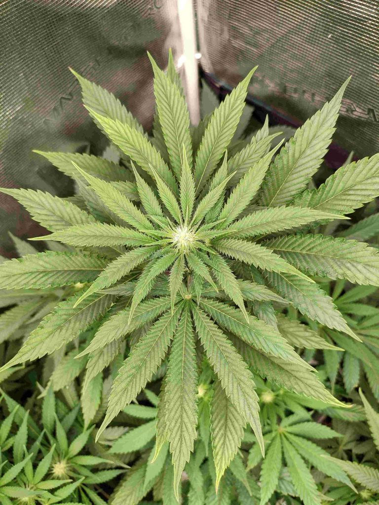 cuando pasar a floración